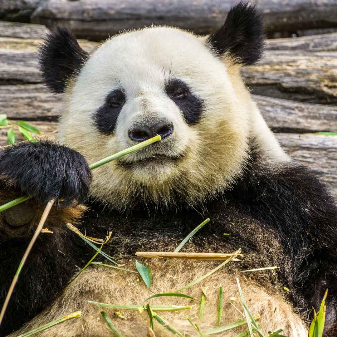 Panda eating bamboo plant